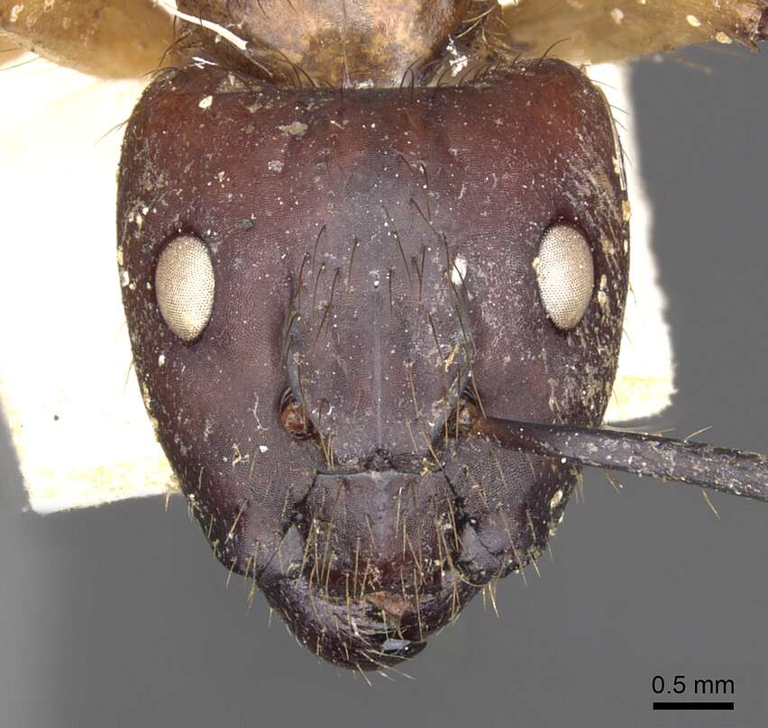 Image of Florida Carpenter Ant