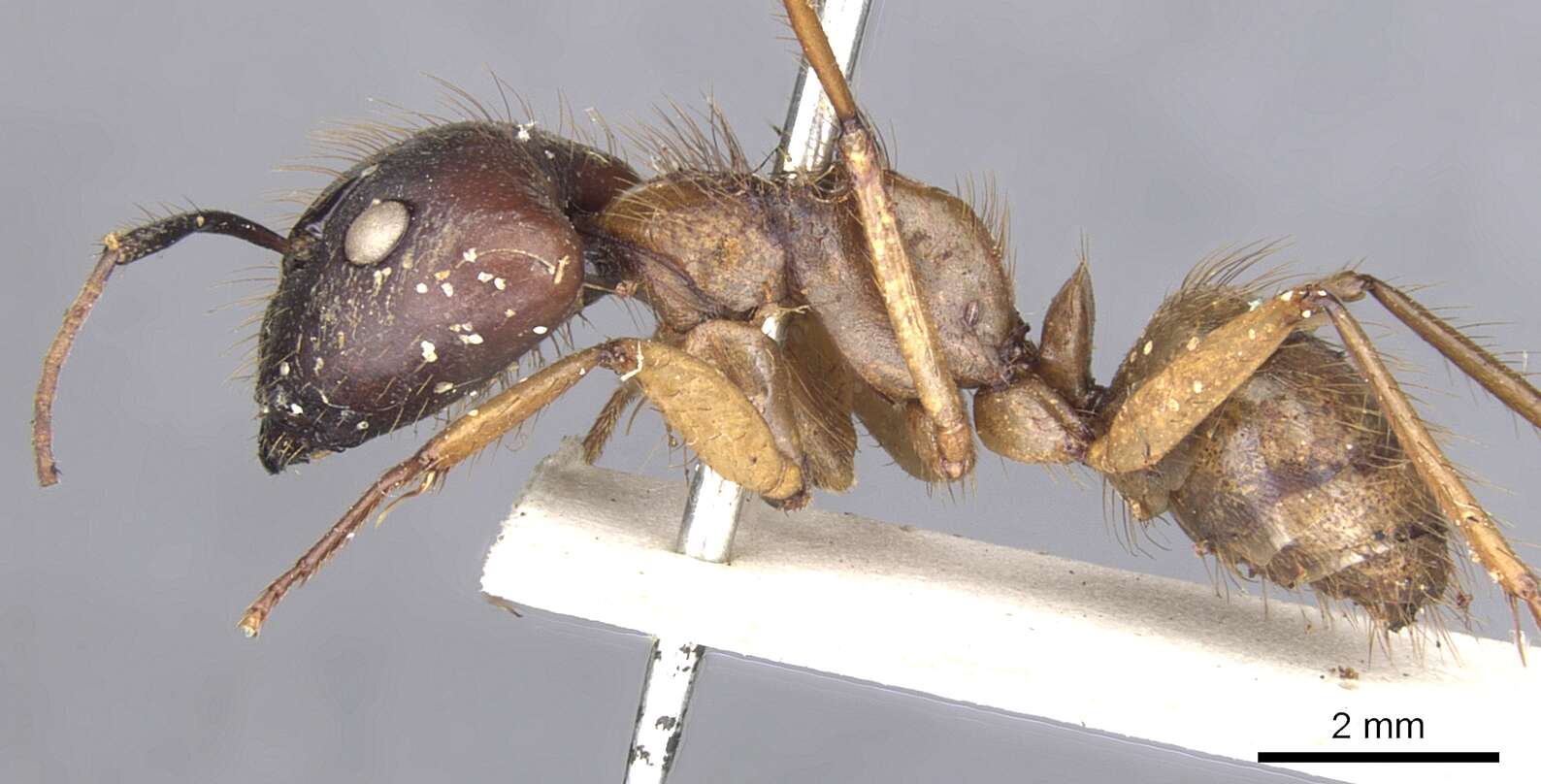 Image of Florida Carpenter Ant