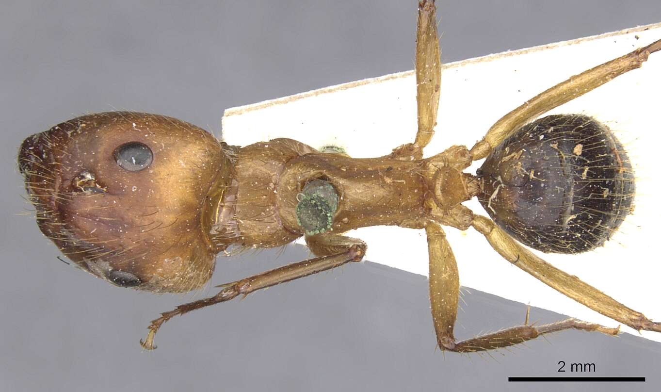 Image of Florida Carpenter Ant