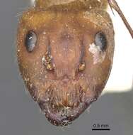 Image of Florida Carpenter Ant