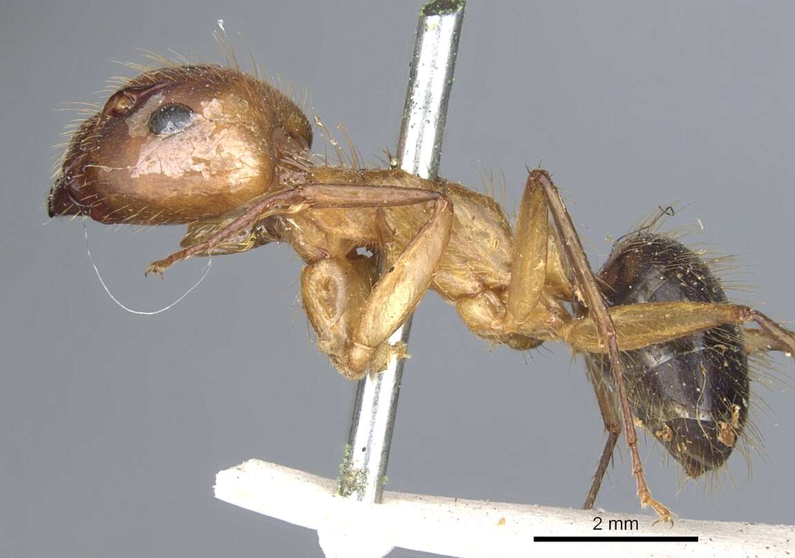 Image of Florida Carpenter Ant