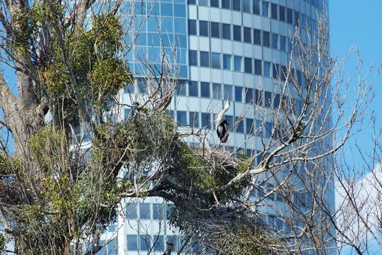 Image of Grey Heron