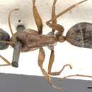 Sivun Camponotus blandus (Smith 1858) kuva