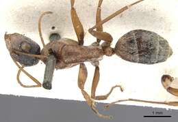 Image of Camponotus blandus (Smith 1858)