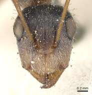 Image of Camponotus blandus (Smith 1858)