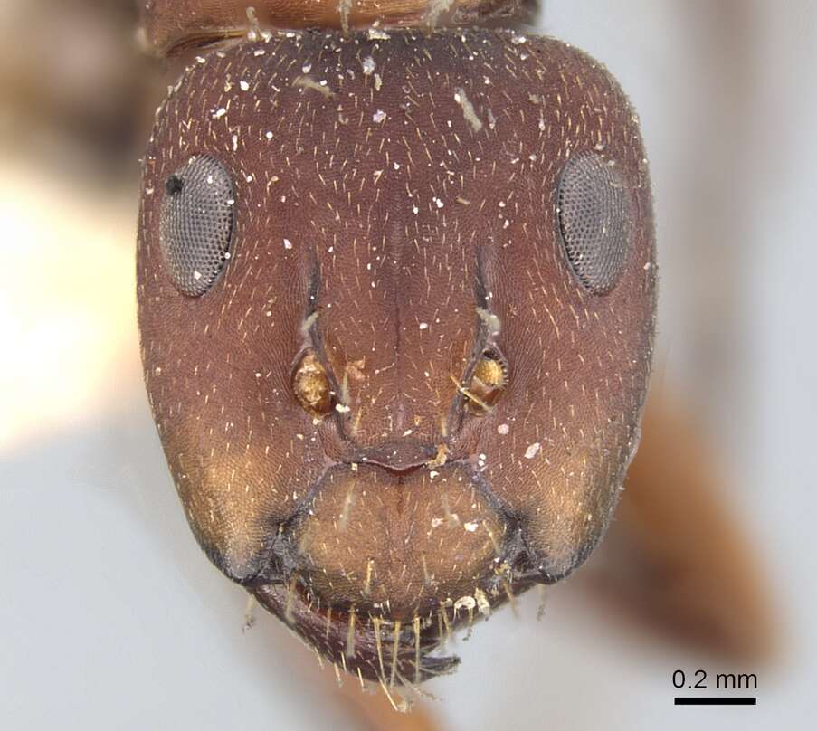 Image of Camponotus chazaliei Forel 1899
