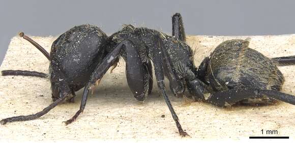 Imagem de Camponotus arboreus (Smith 1858)