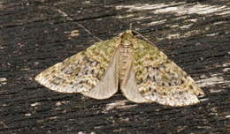 Image of yellow-barred brindle