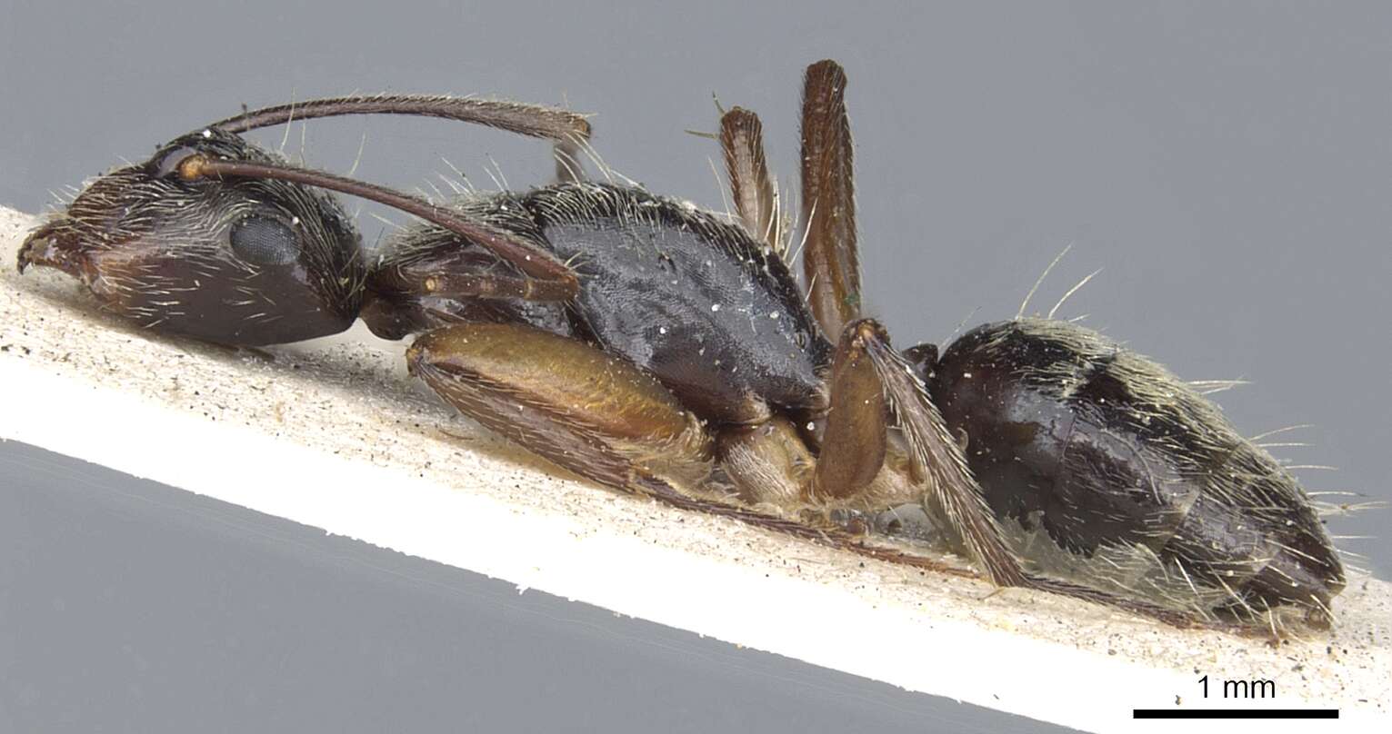 Image of Camponotus salvini Forel 1899