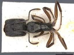 Image of Camponotus salvini Forel 1899