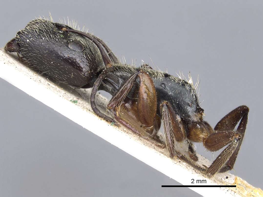 Image of Camponotus salvini Forel 1899