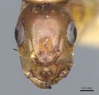 Imagem de Camponotus macilentus Smith 1877