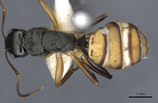 Camponotus cheesmanae Donisthorpe 1932的圖片