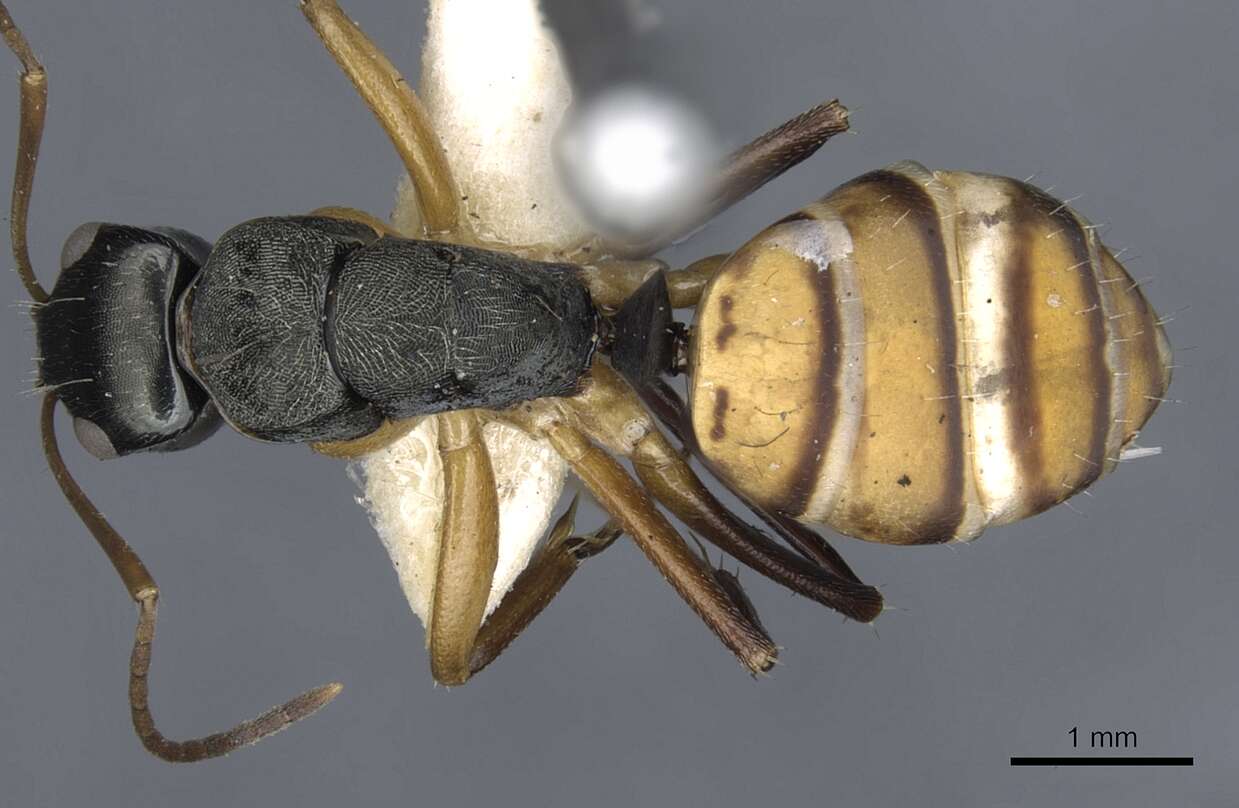 Image de Camponotus cheesmanae Donisthorpe 1932
