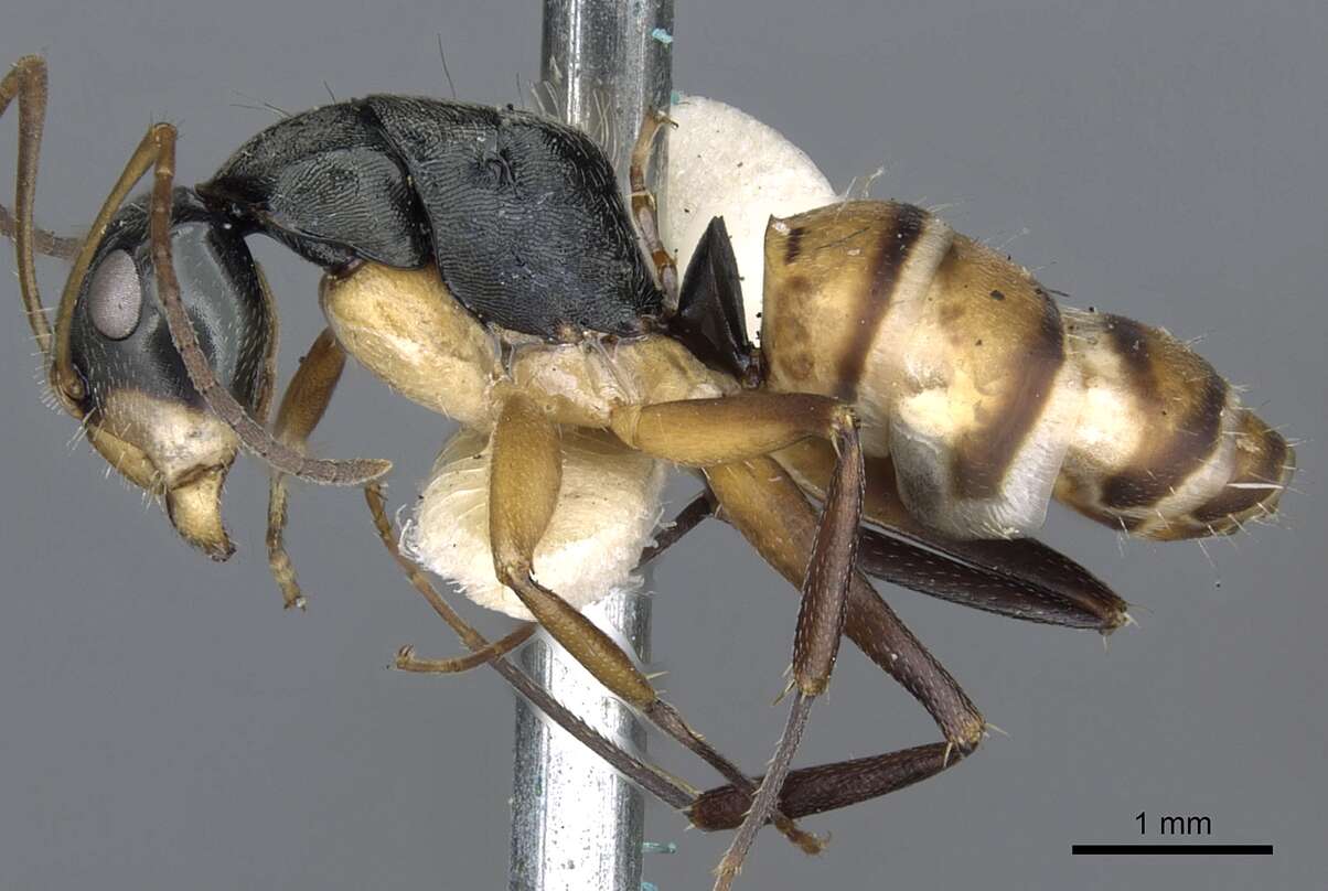 Image de Camponotus cheesmanae Donisthorpe 1932