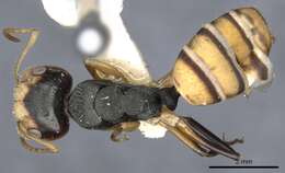 Image of Camponotus cheesmanae Donisthorpe 1932
