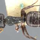Imagem de Camponotus dalmasi Forel 1899