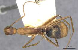 Imagem de Camponotus obreptivus Forel 1899