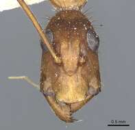 Imagem de Camponotus obreptivus Forel 1899