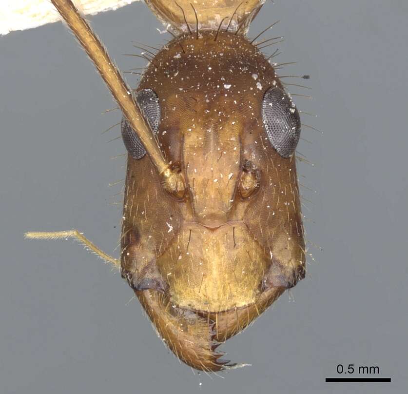 Imagem de Camponotus obreptivus Forel 1899