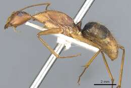 Image of Camponotus obreptivus Forel 1899