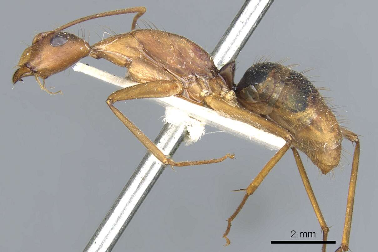 Imagem de Camponotus obreptivus Forel 1899