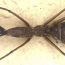 Image of Camponotus ager (Smith 1858)