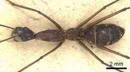 Imagem de Camponotus ager (Smith 1858)