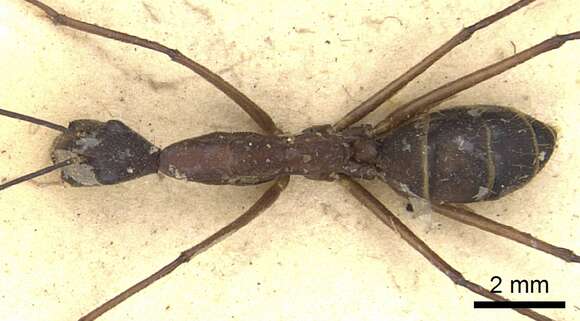 Image of Camponotus ager (Smith 1858)
