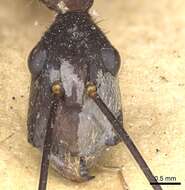 Imagem de Camponotus ager (Smith 1858)