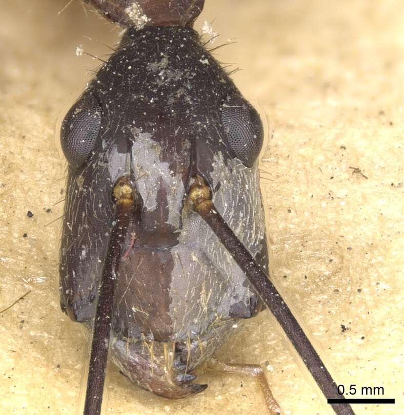 Imagem de Camponotus ager (Smith 1858)