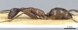 Imagem de Camponotus ager (Smith 1858)