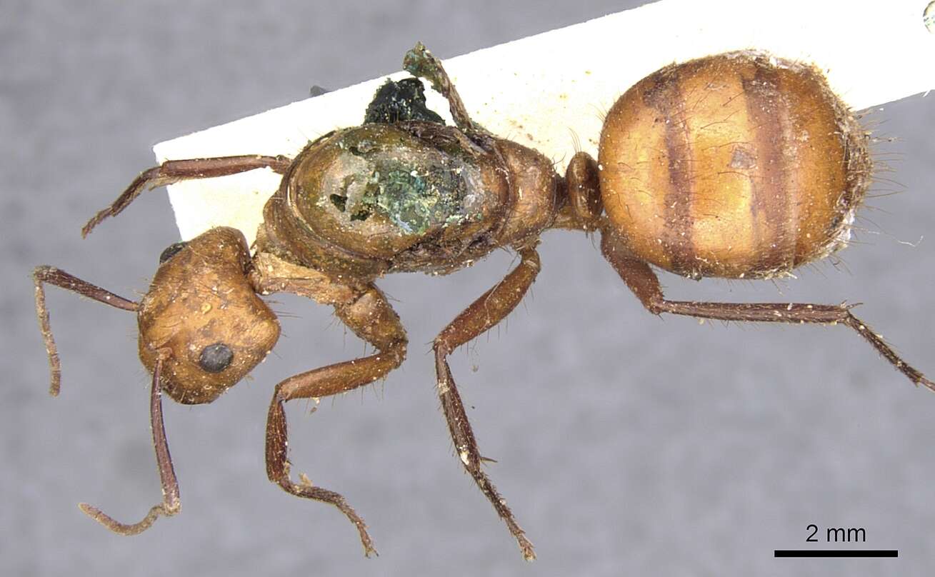 Image of Camponotus conspicuus (Smith 1858)