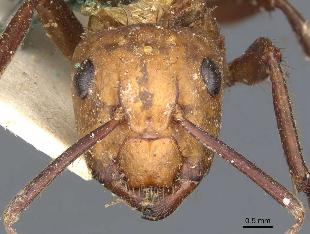 Image of Camponotus conspicuus (Smith 1858)