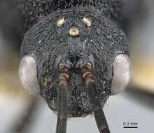 Image of Psalidomyrmex procerus Emery 1901