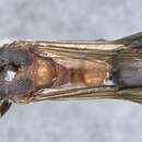 Image of Myrmecia chasei Forel 1894