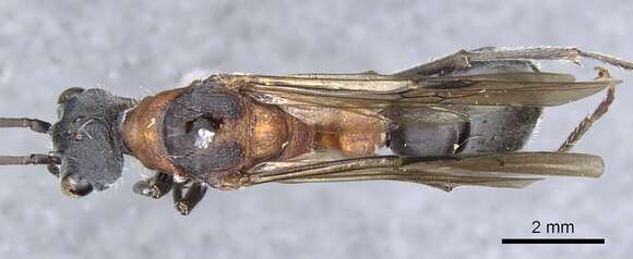Image of Myrmecia chasei Forel 1894