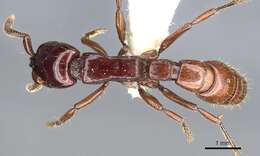 Image of Acanthostichus truncatus