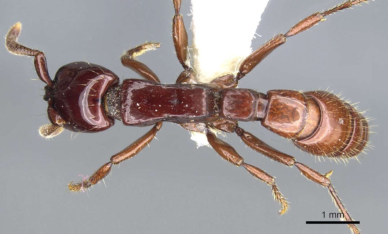 Image of Acanthostichus truncatus