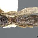 Acanthostichus brevinodis resmi