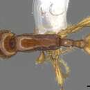 Image of <i>Aenictus longinodus</i>
