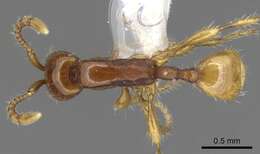 Image of <i>Aenictus longinodus</i>