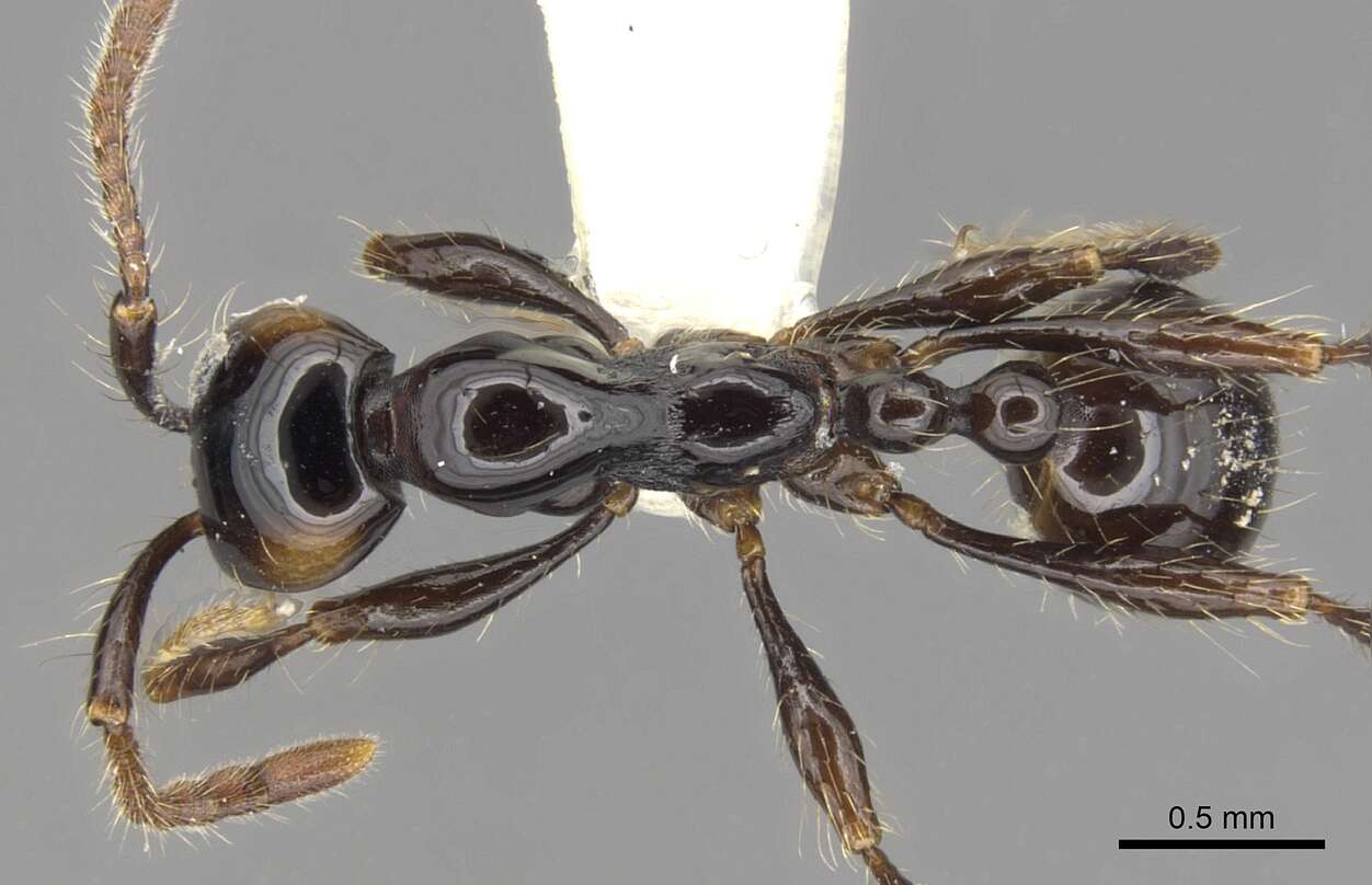 Image of <i>Aenictus brevinodus</i>