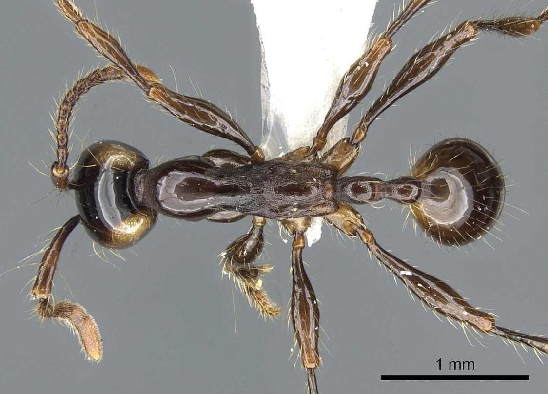 Image of <i>Aenictus parahuonicus</i>