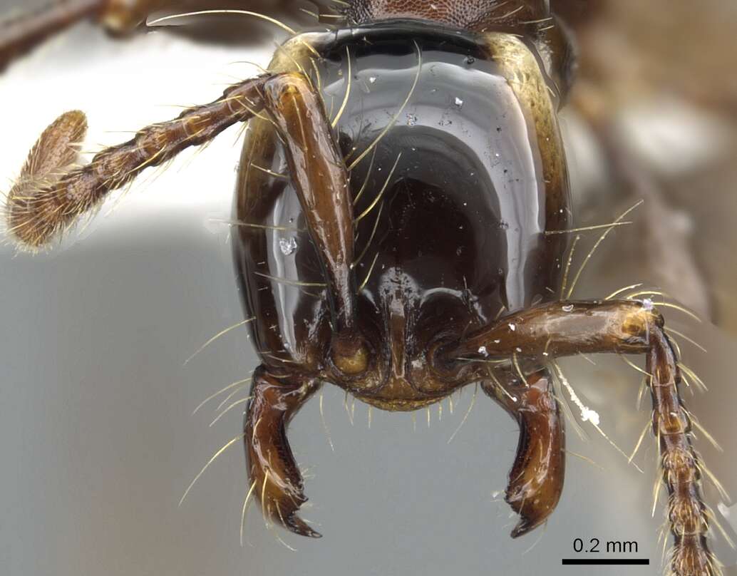 Image of <i>Aenictus parahuonicus</i>