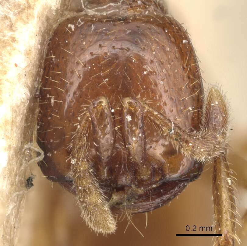 Image of Dorylus spininodis Emery 1901