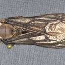 Image of Dorylus moestus Emery 1895
