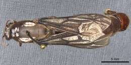 Image of Dorylus moestus Emery 1895