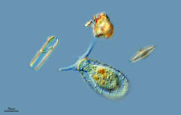 Image of Quadrulella symmetrica