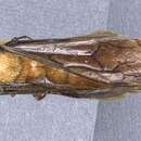 Image of Dorylus savagei Emery 1895